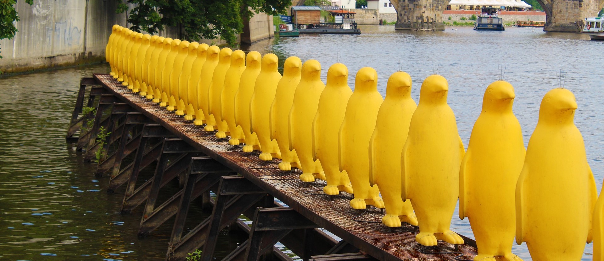 El baile de los pingüinos